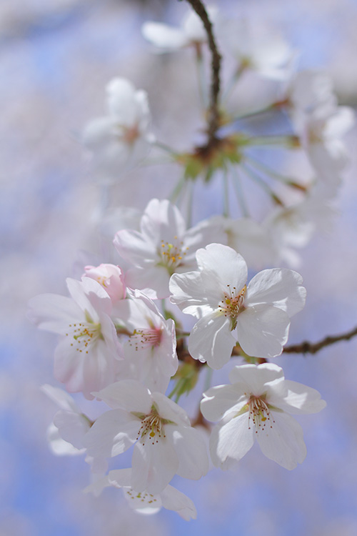 sakura
